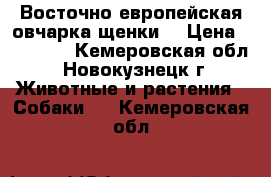 Восточно европейская овчарка-щенки! › Цена ­ 25 000 - Кемеровская обл., Новокузнецк г. Животные и растения » Собаки   . Кемеровская обл.